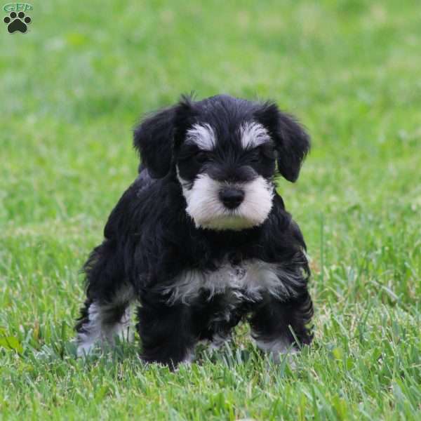 Elsa, Miniature Schnauzer Puppy