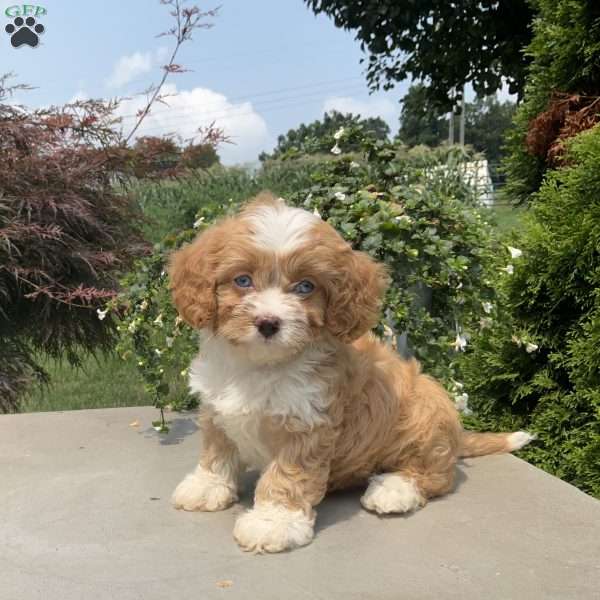 Mickey, Cavapoo Puppy