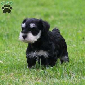 Elsa, Miniature Schnauzer Puppy