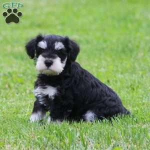 Elsa, Miniature Schnauzer Puppy