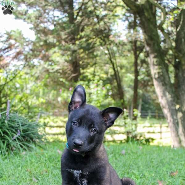 Ezno, Belgian Malinois Puppy