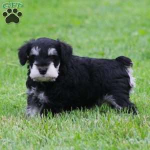 Elsa, Miniature Schnauzer Puppy