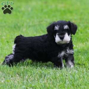 Elsa, Miniature Schnauzer Puppy