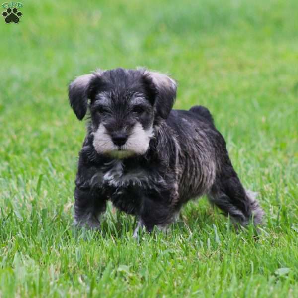 Stetson, Miniature Schnauzer Puppy