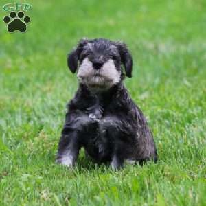 Stetson, Miniature Schnauzer Puppy