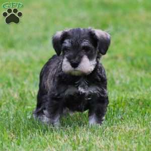 Stetson, Miniature Schnauzer Puppy