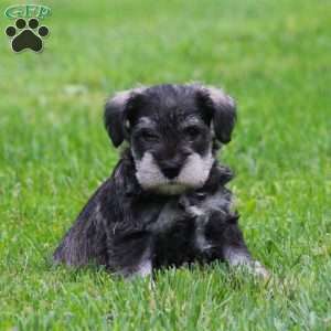 Stetson, Miniature Schnauzer Puppy