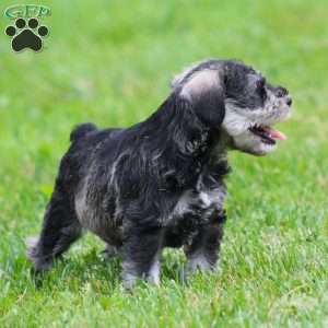 Stetson, Miniature Schnauzer Puppy