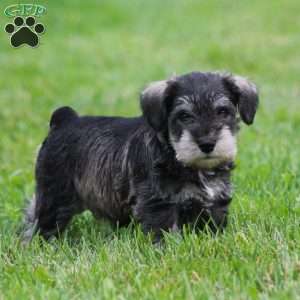 Stetson, Miniature Schnauzer Puppy