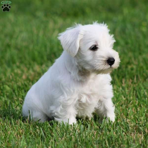 George, Miniature Schnauzer Puppy