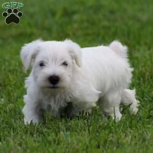 George, Miniature Schnauzer Puppy