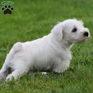 George, Miniature Schnauzer Puppy