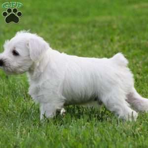 George, Miniature Schnauzer Puppy