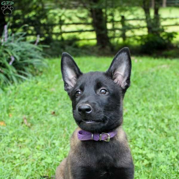 Eve, Belgian Malinois Puppy