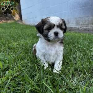 Lucy, Shih Tzu Puppy
