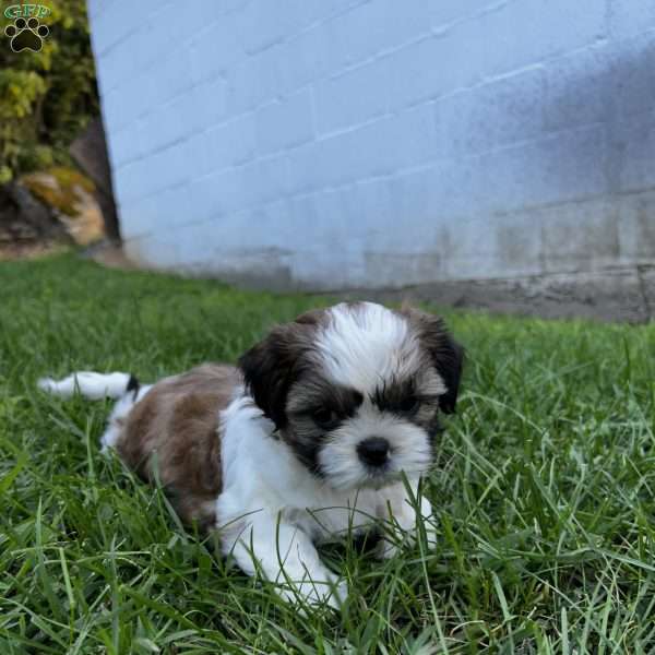 Lucy, Shih Tzu Puppy
