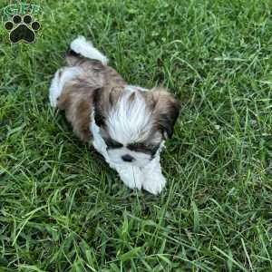 Lucy, Shih Tzu Puppy