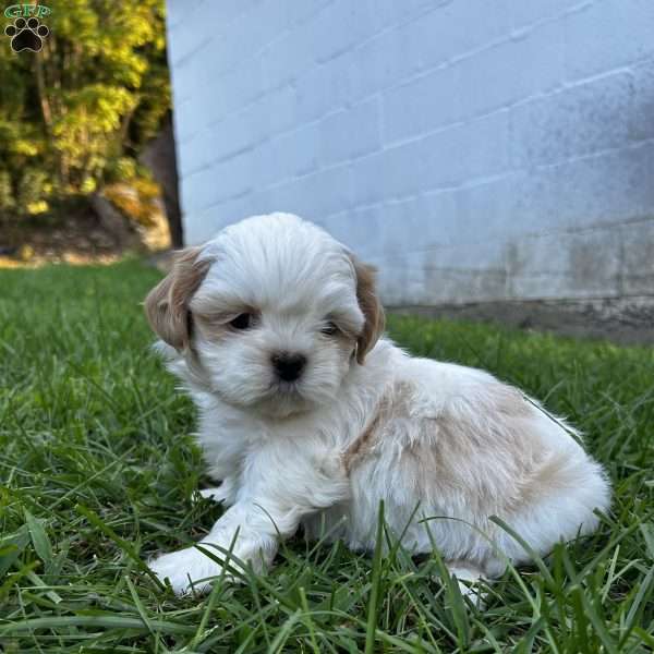 Dolly, Shih Tzu Puppy