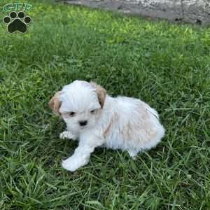 Dolly, Shih Tzu Puppy