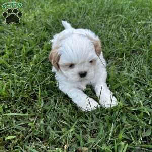 Dolly, Shih Tzu Puppy