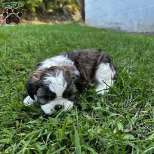 Hank, Shih Tzu Puppy