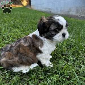 Hank, Shih Tzu Puppy