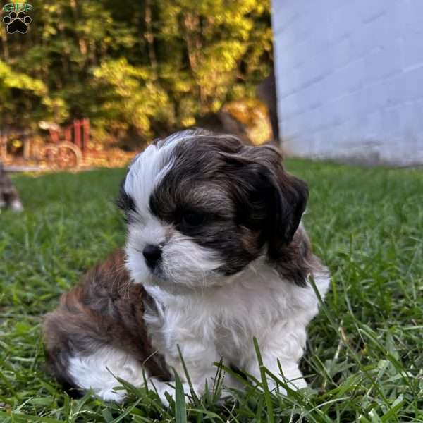 Hank, Shih Tzu Puppy