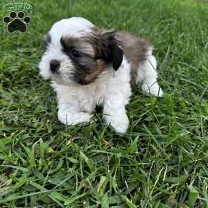 Waylon, Shih Tzu Puppy