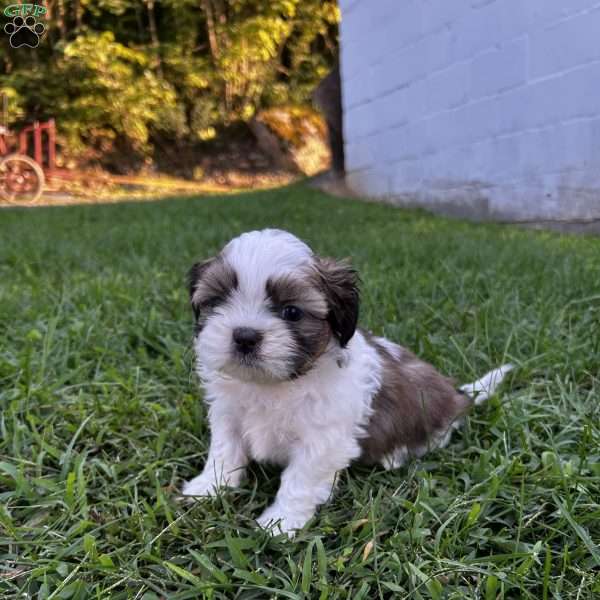 Waylon, Shih Tzu Puppy