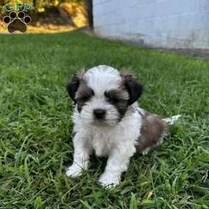 Waylon, Shih Tzu Puppy
