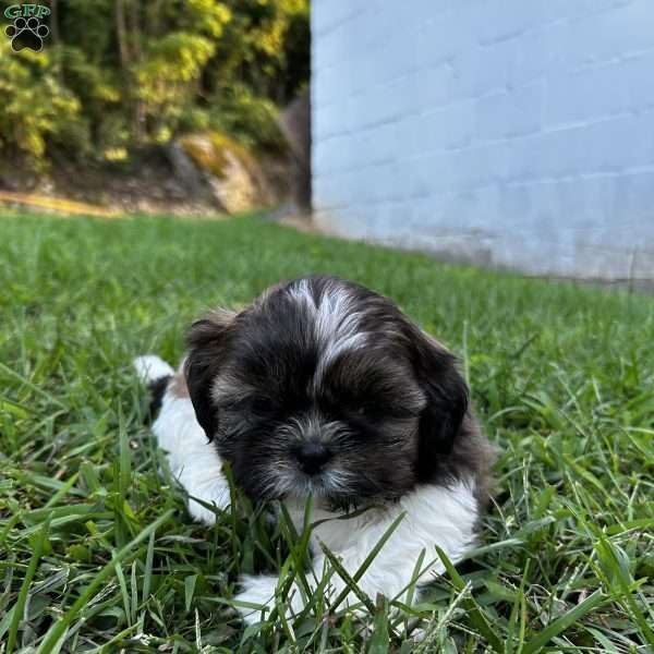 Diesel, Shih Tzu Puppy