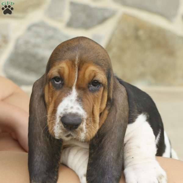 Ace, Basset Hound Puppy