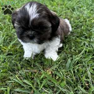 Diesel, Shih Tzu Puppy