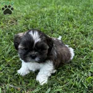 Diesel, Shih Tzu Puppy