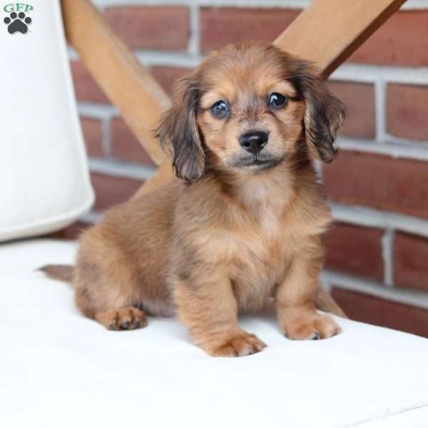 Hazel, Dachshund Puppy