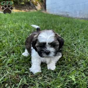 Archie, Shih Tzu Puppy