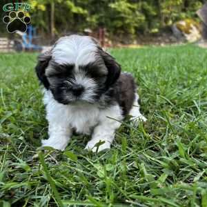 Archie, Shih Tzu Puppy