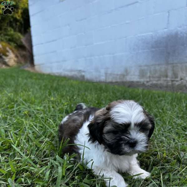 Archie, Shih Tzu Puppy