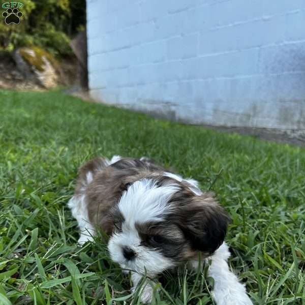 Bruno, Shih Tzu Puppy