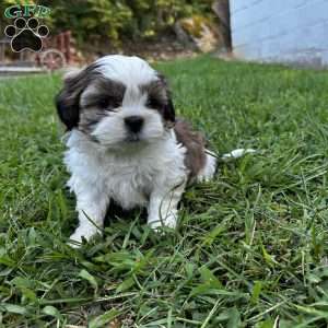 Bruno, Shih Tzu Puppy
