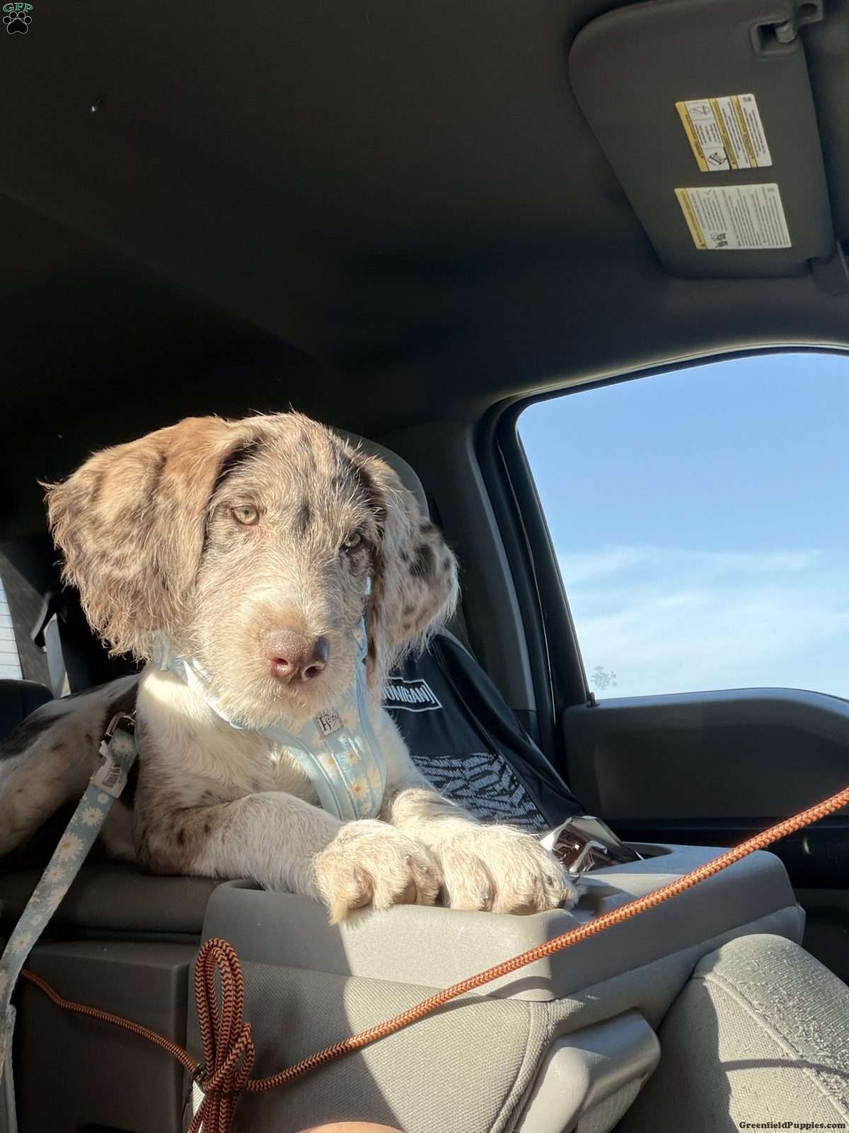 Molly (Doodle / designer cross, Female) in Jonestown, PA