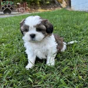 Bruno, Shih Tzu Puppy