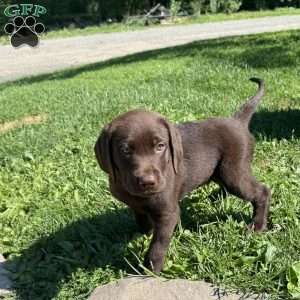 Winston, Chocolate Labrador Retriever Puppy