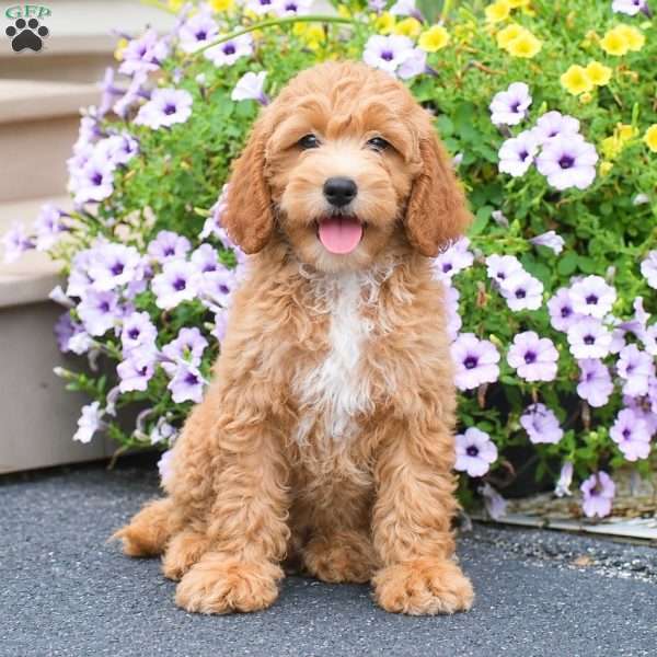 Taylor, Mini Goldendoodle Puppy
