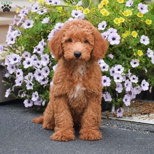 Tony, Mini Goldendoodle Puppy