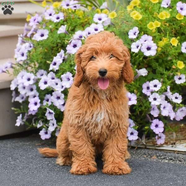 Tessa, Mini Goldendoodle Puppy