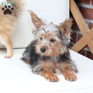 Milo, Yorkie Puppy