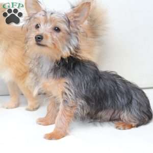 Milo, Yorkie Puppy
