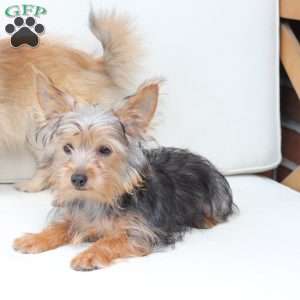 Milo, Yorkie Puppy