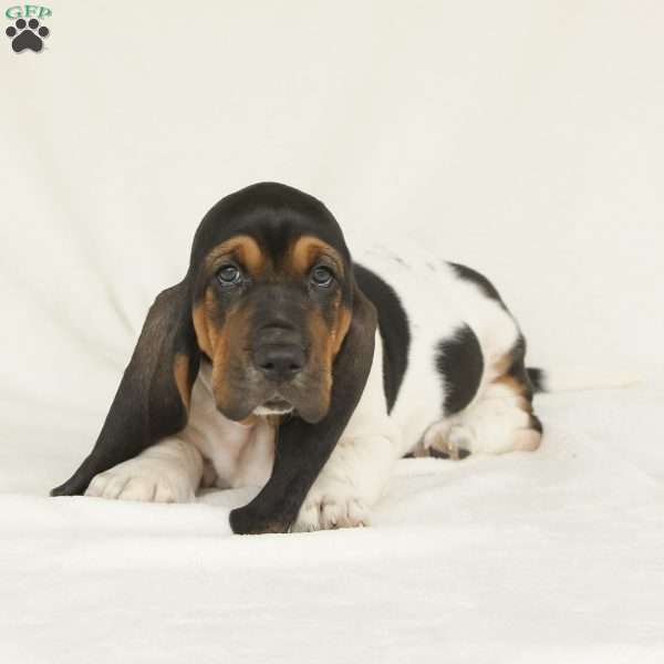 Apollo, Basset Hound Puppy